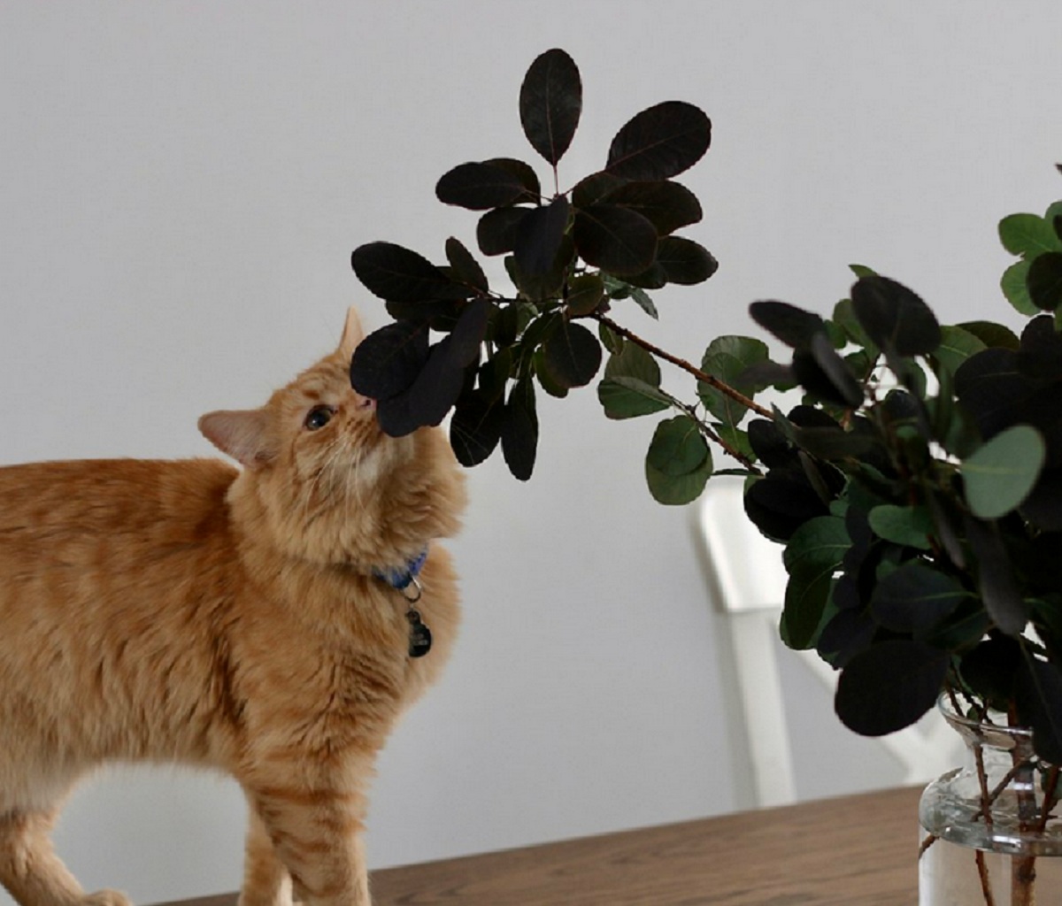 Kenali 6 Tanaman Rumah Yang Tidak Disukai Kucing, Para Pemilik Kucing Wajib Tau!