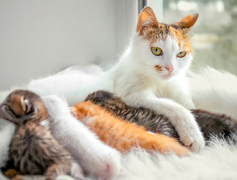 Inilah Cara Steril Kucing Tanpa Operasi yang Bisa Kamu Lakukan di Rumah, Ampuh Atasi Kucing Hamil!