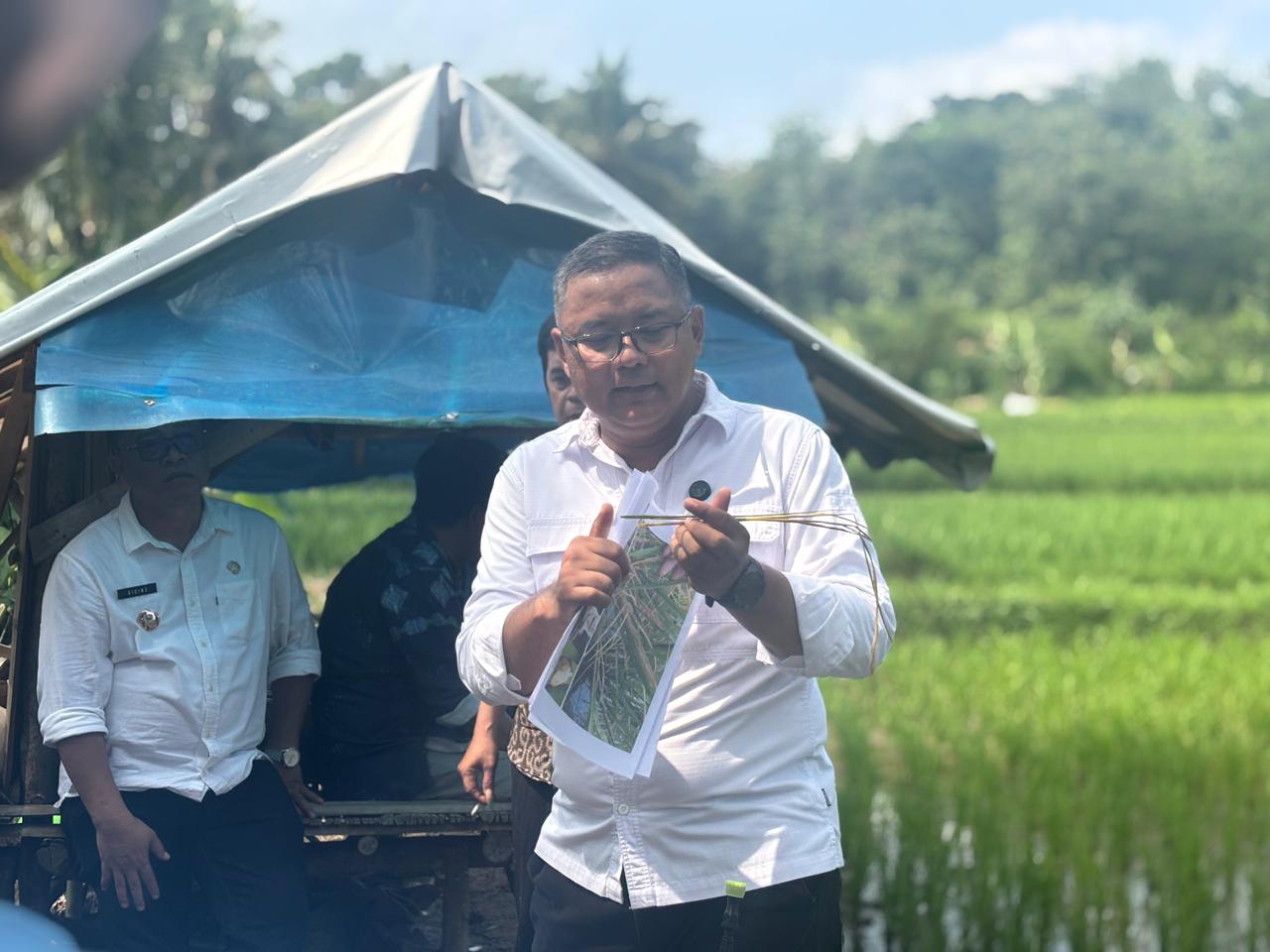 Tekan Serangan Hama Padi, Kuningan Terapkan Pengendalian Berbasis Ekosistem