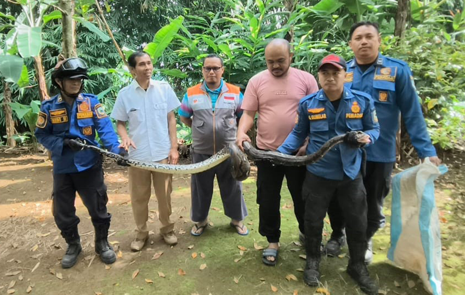 Ular Besar Incar Kambing Milik Warga Desa Gunungkeling