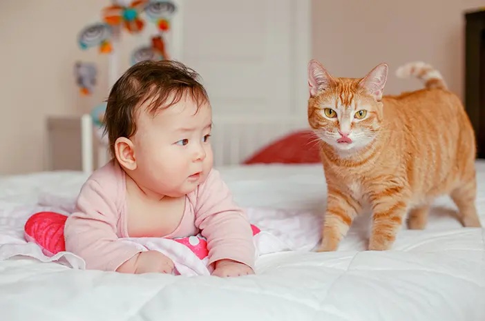 Inilah 7 Cara Memelihara Kucing Ketika Memiliki Bayi sehingga Menjadi Solusi, Pastikan Point 1 Dilakukan!