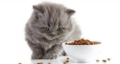 Ternyata Ini Dia 6 Penyebab Kucing Susah Makan Dan Lemas, Bikin Kucing Kurus Dan Murung