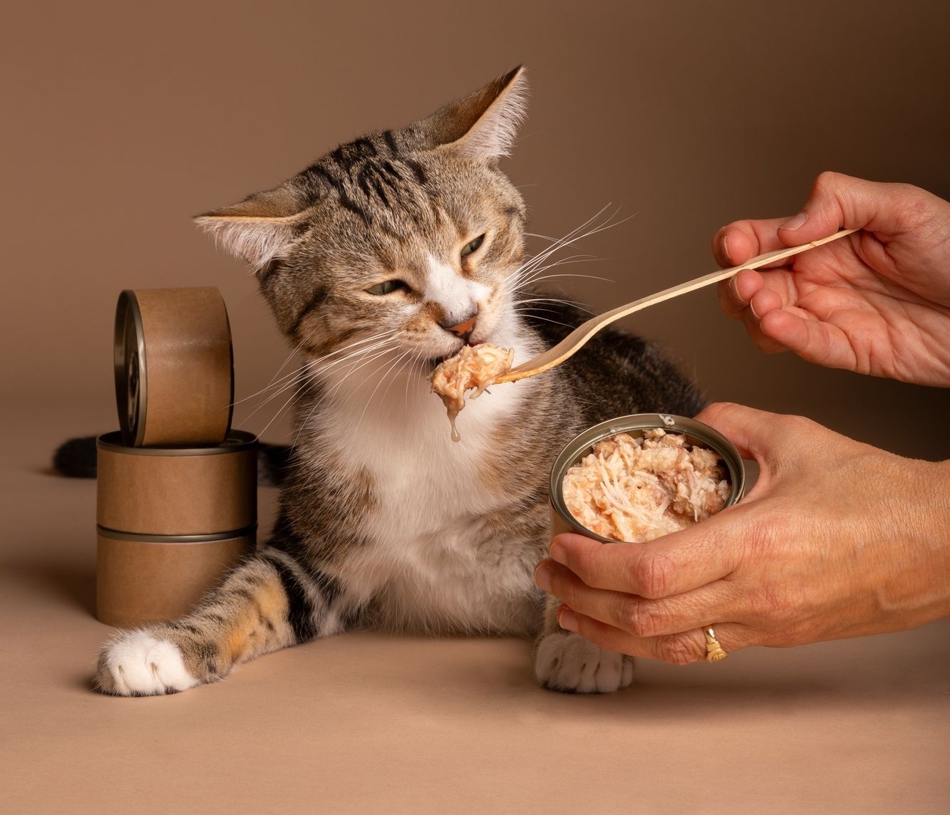 Ingin Kucing Tumbuh Gemuk dan Sehat? Berikut Ini Resep Makanan Bikin Kucing Lebih Berisi dan Caranya Mudah!