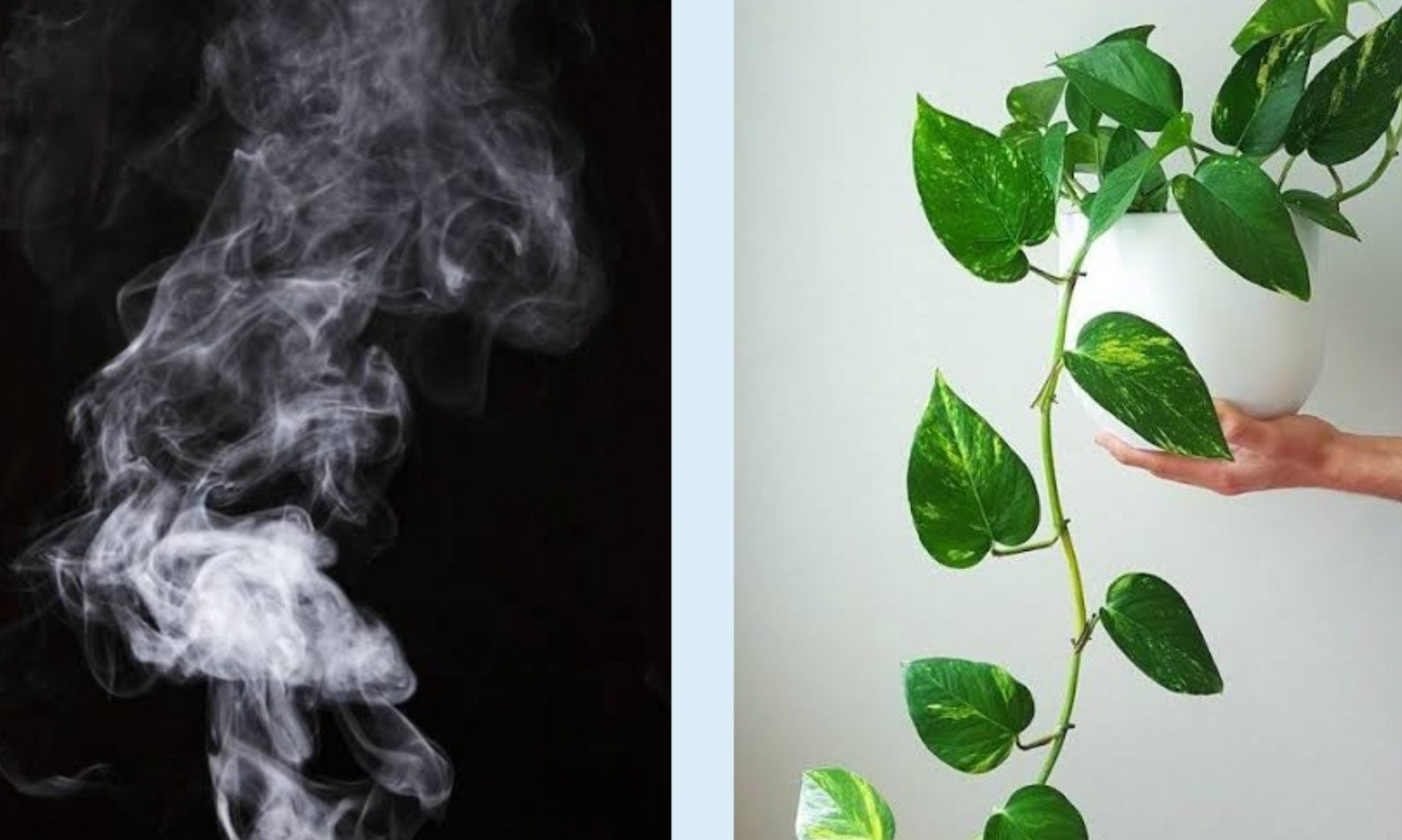 6 Tanaman Hias Penyerap Asap Rokok, Cocok Ditempatkan di Dalam Rumah, Sudah ada Penelitian