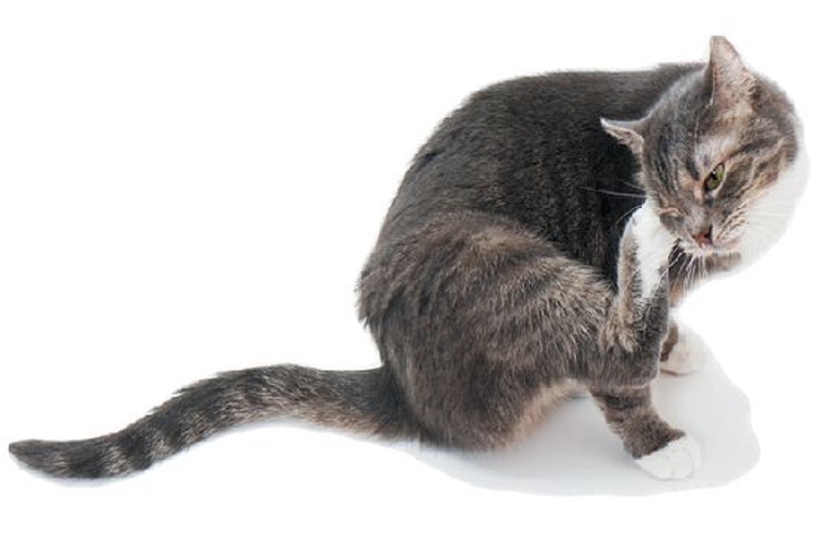 Kucing Peliharaanmu Terinfeksi Kutu? Yuk Kenali 5 Ciri Ciri Kucing Banyak Kutunya Yang Jarang Disadari Pemilik