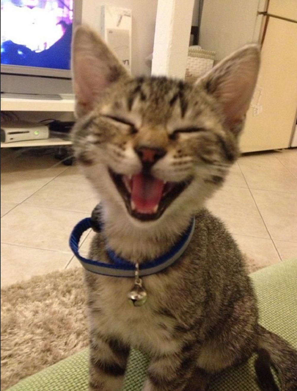 Inilah 5 Cara Membuat Kucing Bahagia, Ternyata Ini Lho Yang Harus Kamu Lakukan!