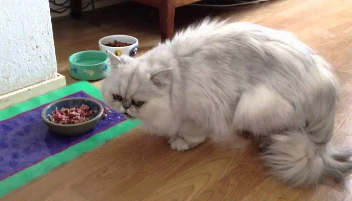 4 Jenis Makanan Menyebabkan Bulu Kucing Rontok, Hindari Pengkonsumsian Kepada Kucing!