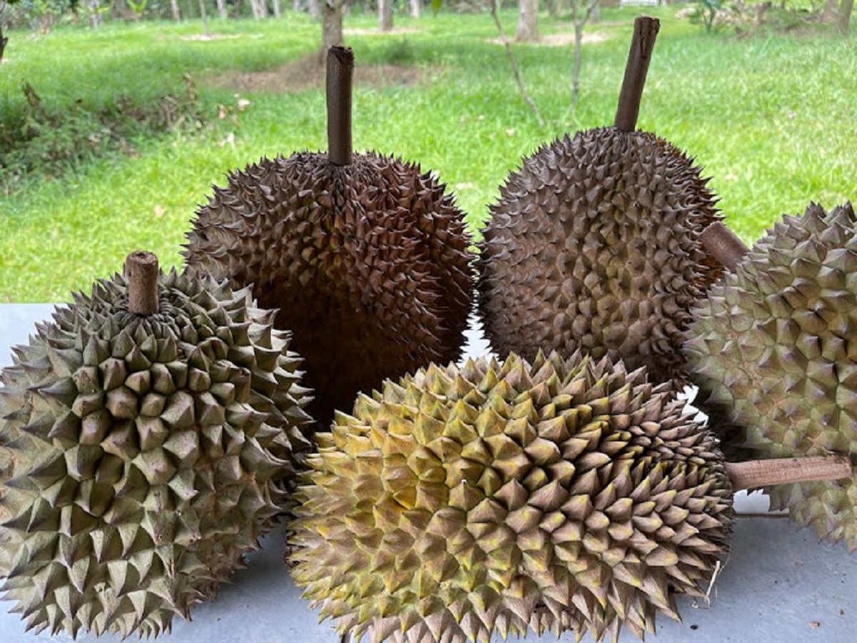 Liburan ke Bogor, Jangan Lupa Berburu Durian, di Tempat Ini jika Beruntung bisa Ditemani Cewek Cantik