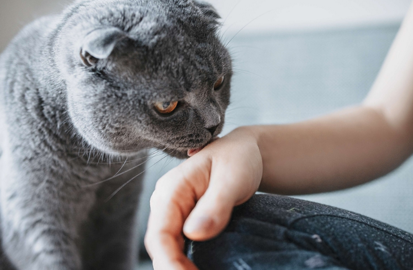 Tersembunyi! Ini 6 Bahasa Tubuh Kucing Untuk Berterima Kasih Pada Pemiliknya, yang Masih Jarang Diketahui