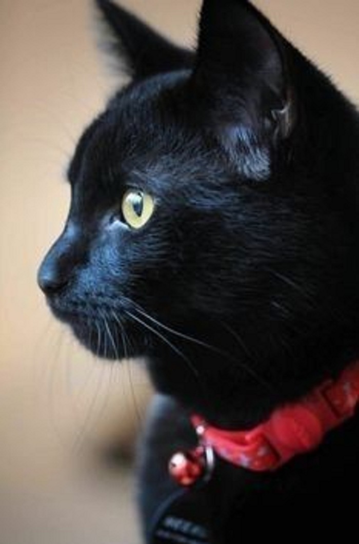 Mengenal Kucing Dengan Bulu Hitam, Apakah Termasuk Ciri Kucing Bawa Hoki Bagi Pemiliknya?