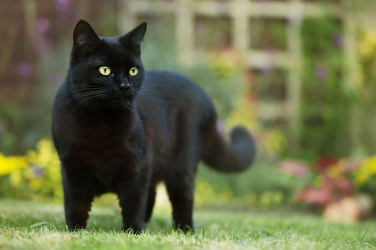 Kucing Hitam Dikenal Sangat Misterius, Ini Dia 9 Nama Unik Dengan Artinya Untuk Kucing Hitam Jantan!