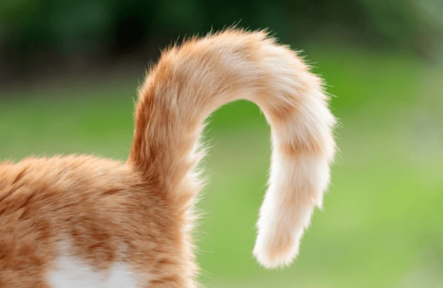 Cara Memahami Bahasa Kucing dari Gestur atau Gerakan Tubuh! Catlovers Wajib Simak!