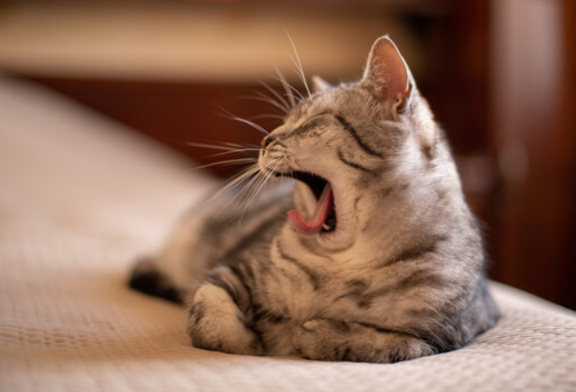 Catlovers Yuk Cari Tahu 5 Alasan Kenapa Kucing Sering Menguap, Ternyata Bukan Cuma Mengantuk