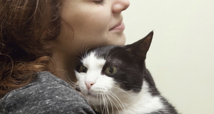 Kucing Bisa Jatuh Cinta Pada Majikan, Inilah 4 Tanda-Tanda Kucing Mencintai Majikan, Ternyata Jarang Diketahui