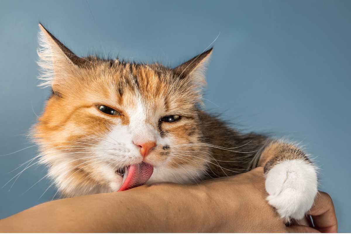 Kucing Selalu Ingin Di Dekatmu? Inilah 8 Tanda Kucing Nyaman Dengan Pemiliknya yang Sering Tidak Disadari