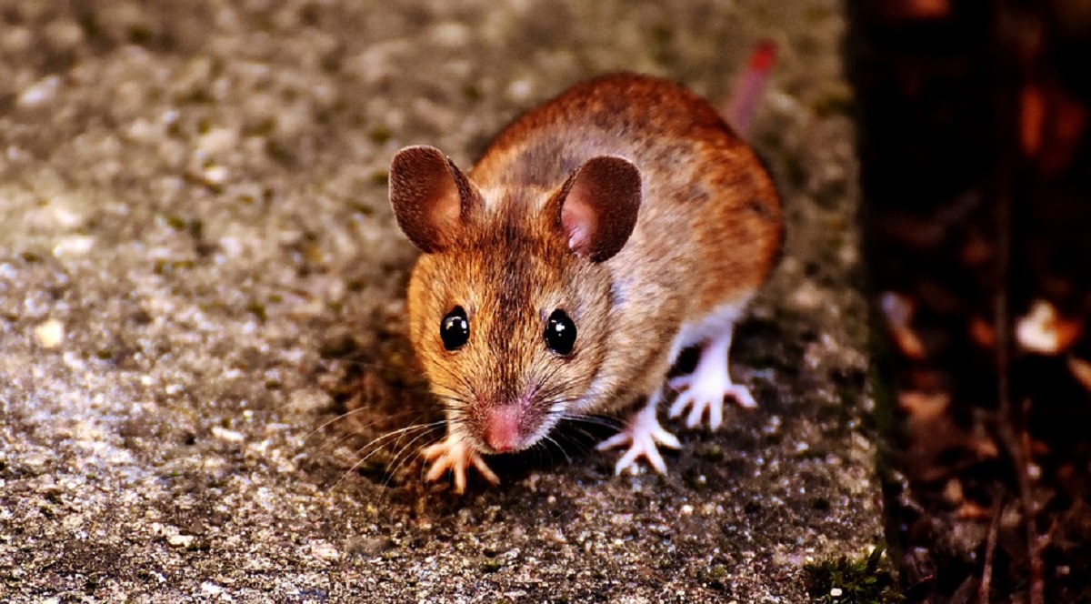 Dikenal Karena Baunya Dapat Mengusir Tikus Dari Rumah, Berikut 5 Bau Alami Pengusir Tikus 