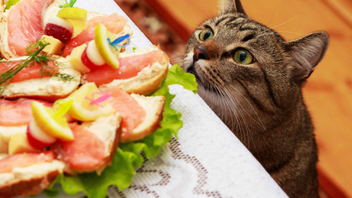 Apakah Kucing Boleh Makan Daun Singkong? Berikut 3 Jenis Makanan yang Dilarang Untuk Kucing Konsumsi!