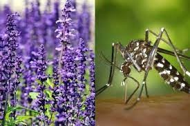 Obat Nyamuk Alami dari Tanaman, Berikut Ini 9 Tanaman Pemilik Aroma Menyengat yang Tidak Diskuai Nyamuk!