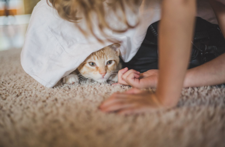 Pastikan Hindari 6 Hal yang Bikin Kucing Takut pada Pemiliknya Berikut, Anabul Jadi Tetap Sayang