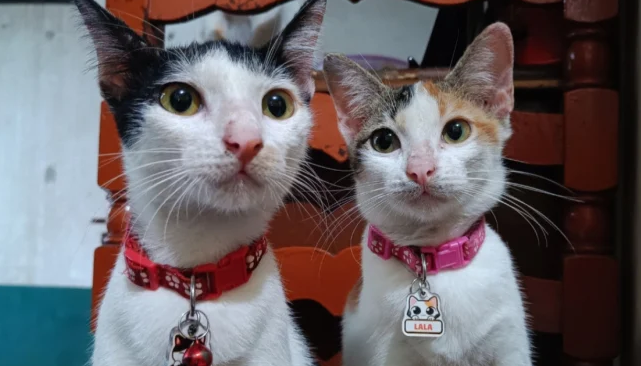 Tidak Cuma Gemoy! Berikut 7 Ras Kucing Paling Pintar yang Nurut dan Mudah Dilatih, Cocok untuk Dipelihara