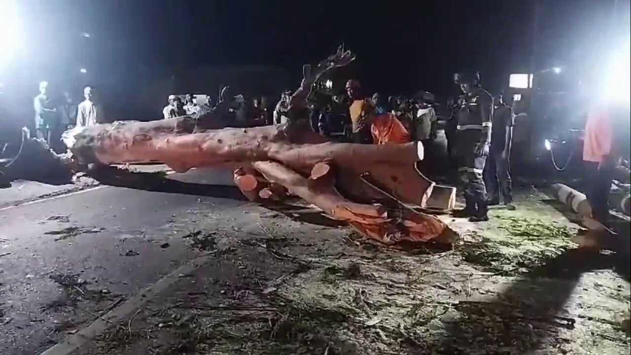 Pohon Tumbang Nutup Jalan Cirebon Kuningan, Lalu Lintas Dialihkan Sementara 