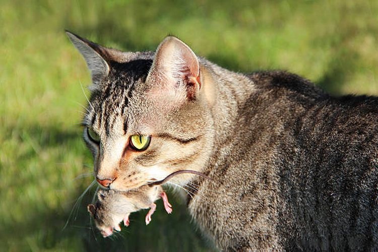 Kenapa Kucing Liar Suka Berburu? Berikut Ini 4 Penjelasannya, Oh Ternya Bikin Senang Kucing Loh!
