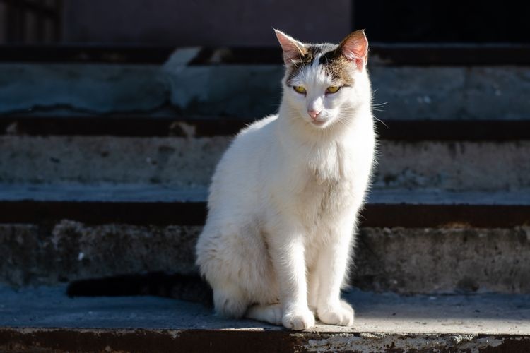 Jangan Sakiti Kucing! Berikut 5 Cara Halus Mengusir Kucing Liar Menyebalkan di Rumah, Cukup Lakukan Ini!