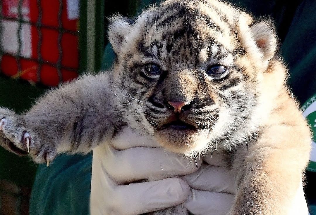 Cerita dari Harimau-harimau Sumatera yang Lahir di Luar Negeri, Ada di Prancis, Inggris dan Italia