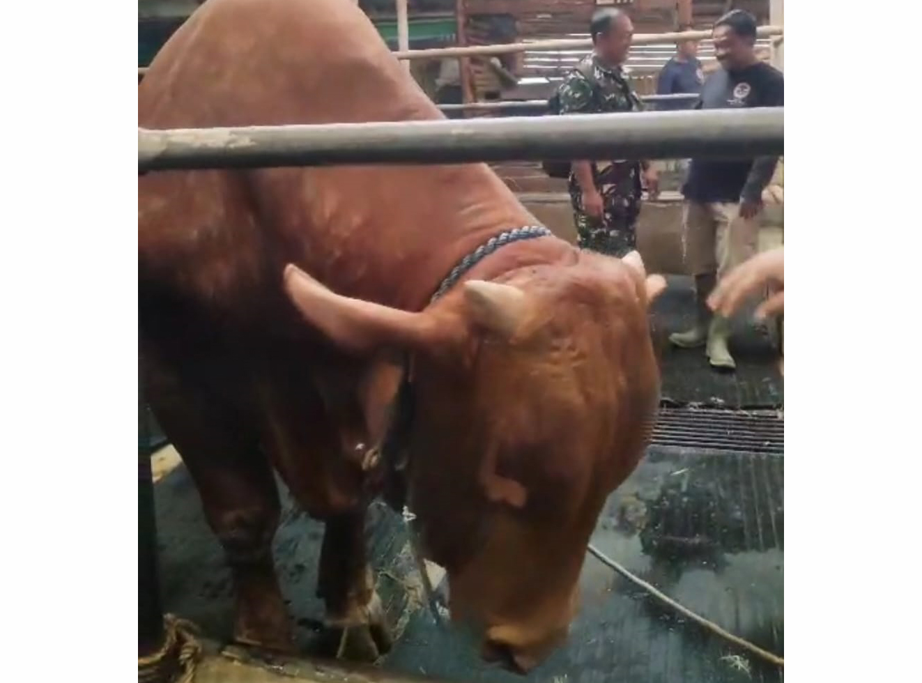 Heboh Sapi Jumbo Bantuan Presiden di Kuningan, Bobot Diego Capai 1,1 Ton