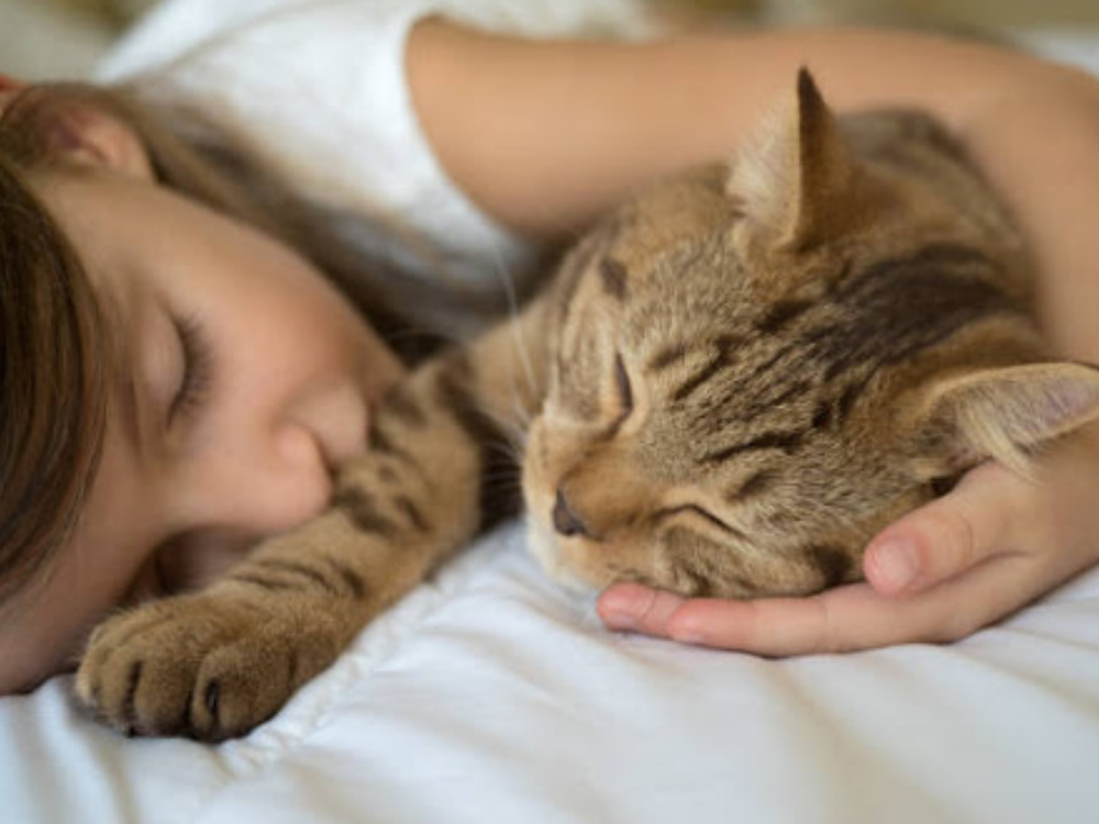 Unik dan Makin Gemas! 4 Alasan Kenapa Kucing Senang Tidur Dekat Pemilikinya, Salah Satunya Bahasa Cinta Kucing