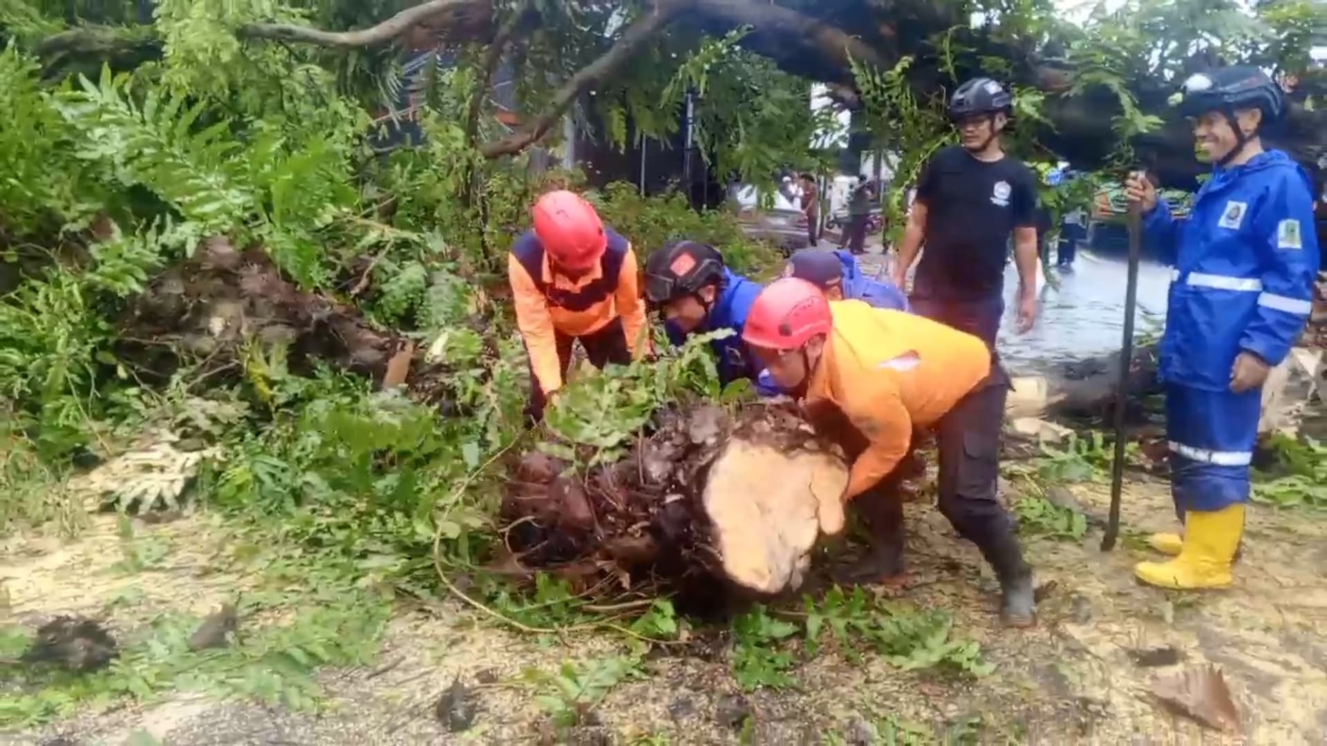 Banyak Pohon Tumbang, BPBD Kuningan Minta Dilakukan Inventarisasi Ulang