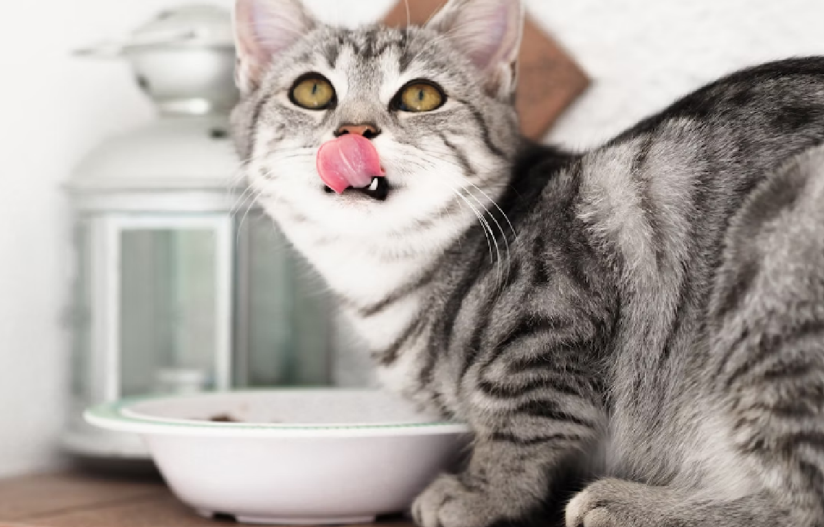 7 Cara Membuat Makanan Kucing Basah di Rumah, Anabul Pasti Suka dan Cepat Gemuk