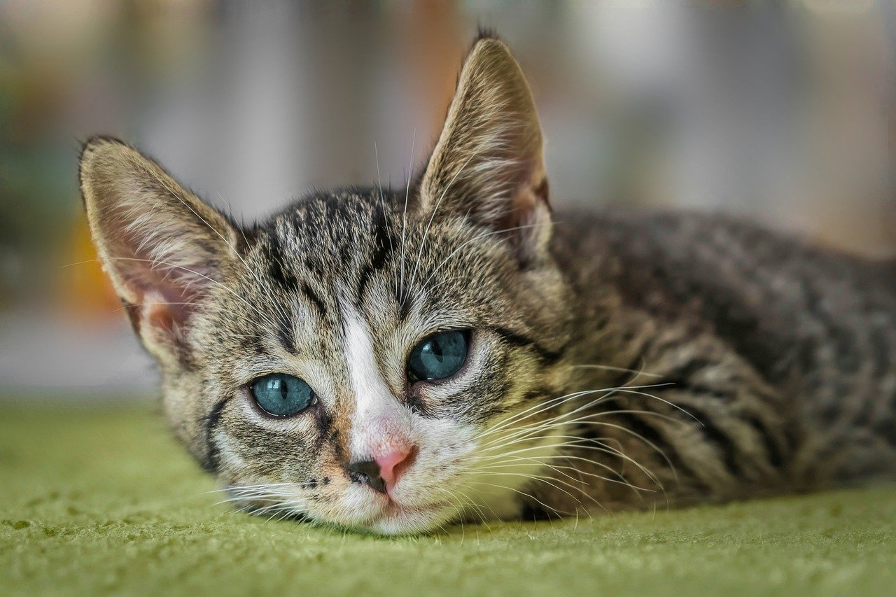 Kucing Bisa Hidup Berapa Tahun? Ini Fakta Rata-rata Umur Kucing, Beserta 5 Faktor yang Mempengaruhinya