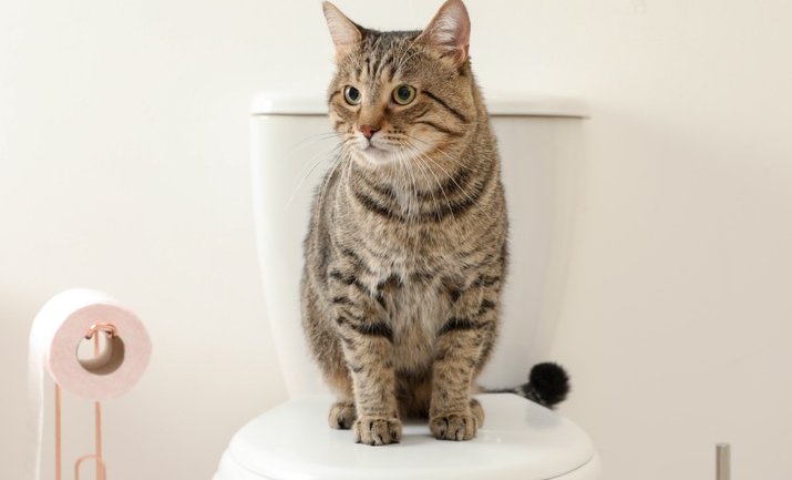 Kenapa Kucing Mengikuti Kita ke Kamar Mandi? Simak 7 Penyebab dan Alasannya Disini