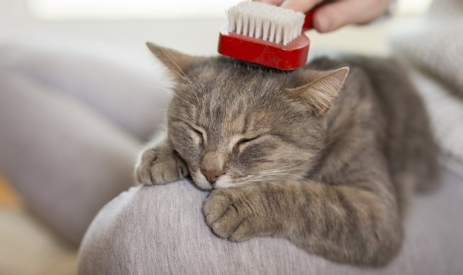Sering Disepelekan! Berikut 4 Manfaat Menyisir Rambut Kucing Liar yang Perlu Dipertimbangkan