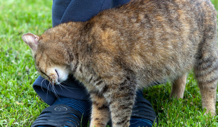 Sudah Diakui atau Belum? Berikut 4 Ciri Kucing Sudah Mengakui Kita Sebagai Pemiliknya