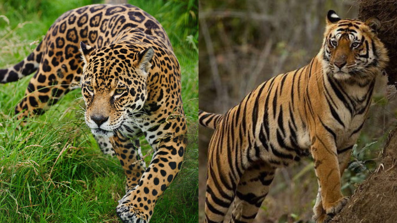 Serupa Tapi Tak Sama, Inilah Perbedaan Antara Macan dengan Harimau