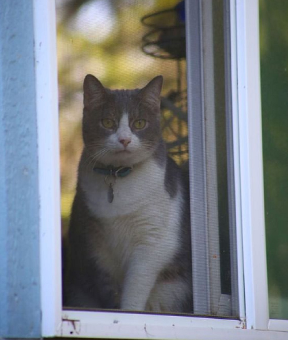 Inilah 7 Faktor Yang Membuat Kucing Betah Menatap Jendela Rumahmu, Yuk Simak Faktornya Disini