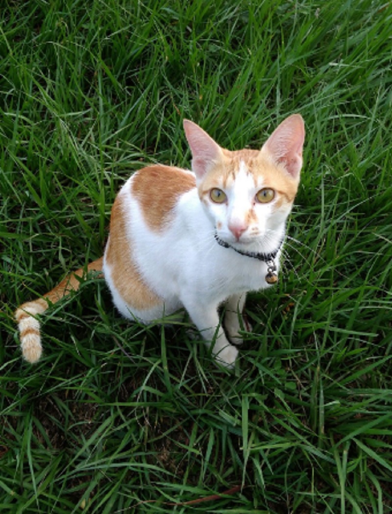 Banyak Orang Tidak Tau, Ternyata Ini 5 Manfaat Memelihara Kucing Kampung di Rumah