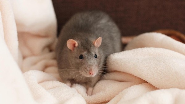 Berikut 7 Cara-cara Mengusir Tikus Dengan Mudah, Kata Peneliti: Cukup Ampuh Basmi Tikus! Ketahui Yu