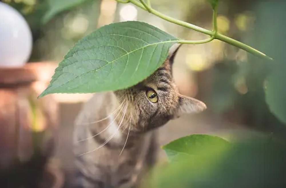 Langsung Kabur! Ini Dia 5 Bau Yang Tidak Disukai Kucing Yang Berasal Dari Tanaman
