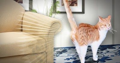 Dijamin Bersih Wangi Tanpa Noda! Ikuti 9 Tips Mencuci Sofa Yang Terkena Pipis Kucing Berikut Ini