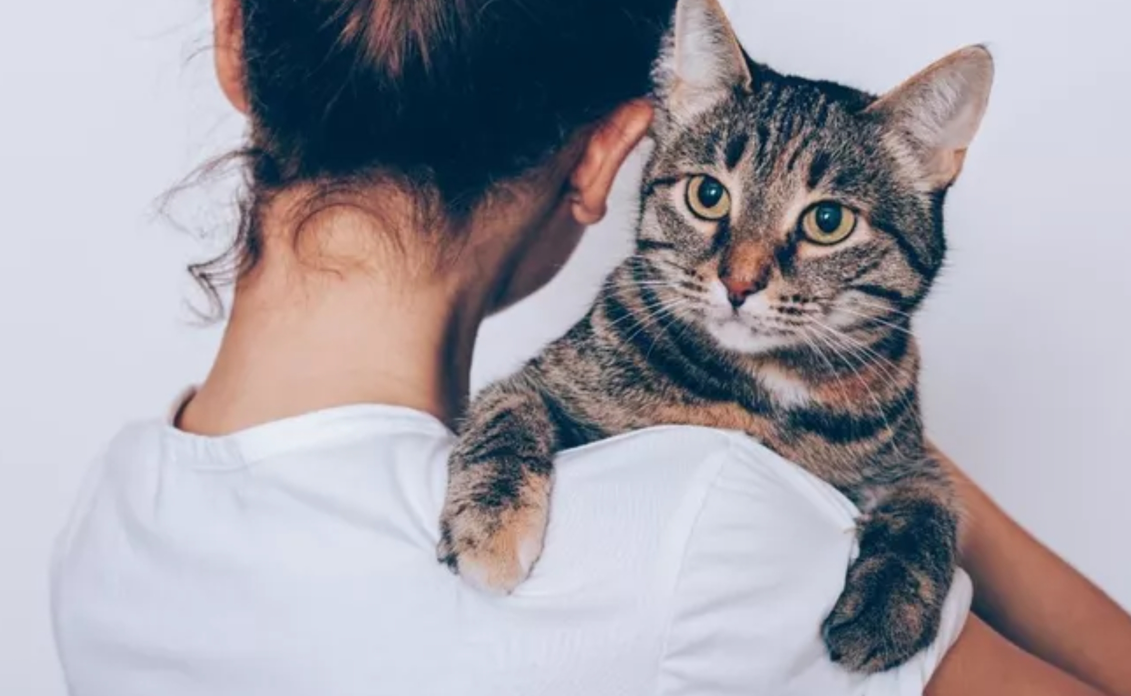 Ada Banyak Hal yang Tidak Disukai Kucing dari Manusia, Pemilik Anabul Harus Tahu