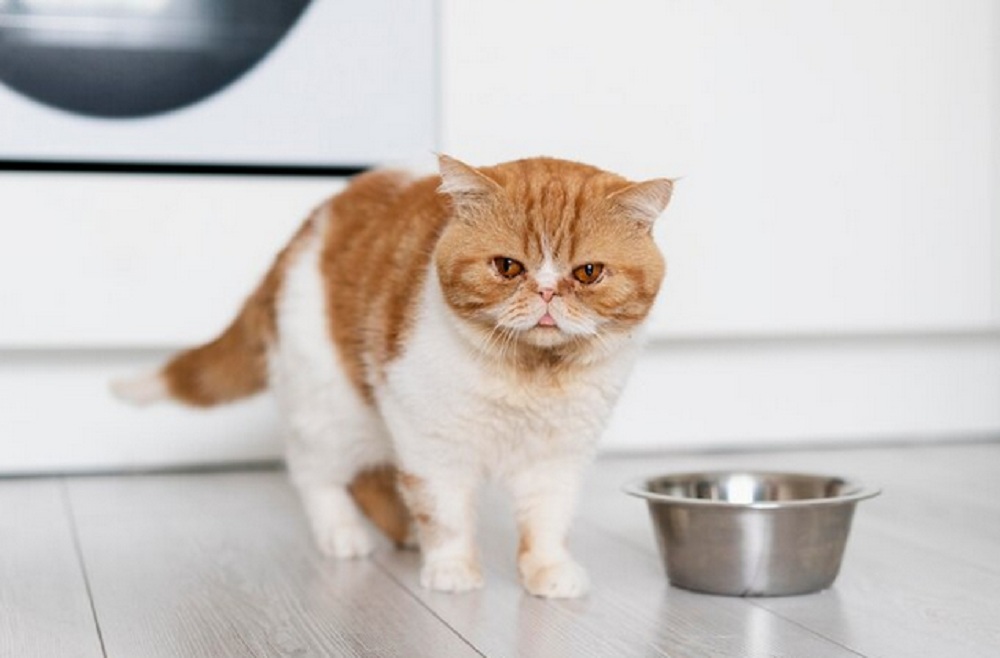 Rekomendasi Makanan Kucing Murah Yang Paling di Sukai Anabul