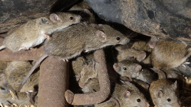 Frekuensi Ultrasonik Hingga 20.000 Hz Ampuh Usir Tikus, Inilah 5 Tips Usir Tikus di Rumah! Bikin Tikus Kapok