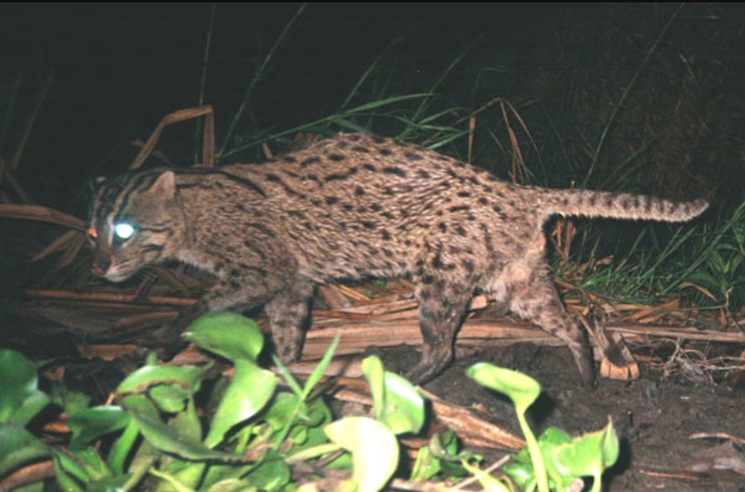 Mengenal Meong Congkok, Kucing Hutan Bertubuh Mungil dan Berbulu Halus, Endemik  Indonesia