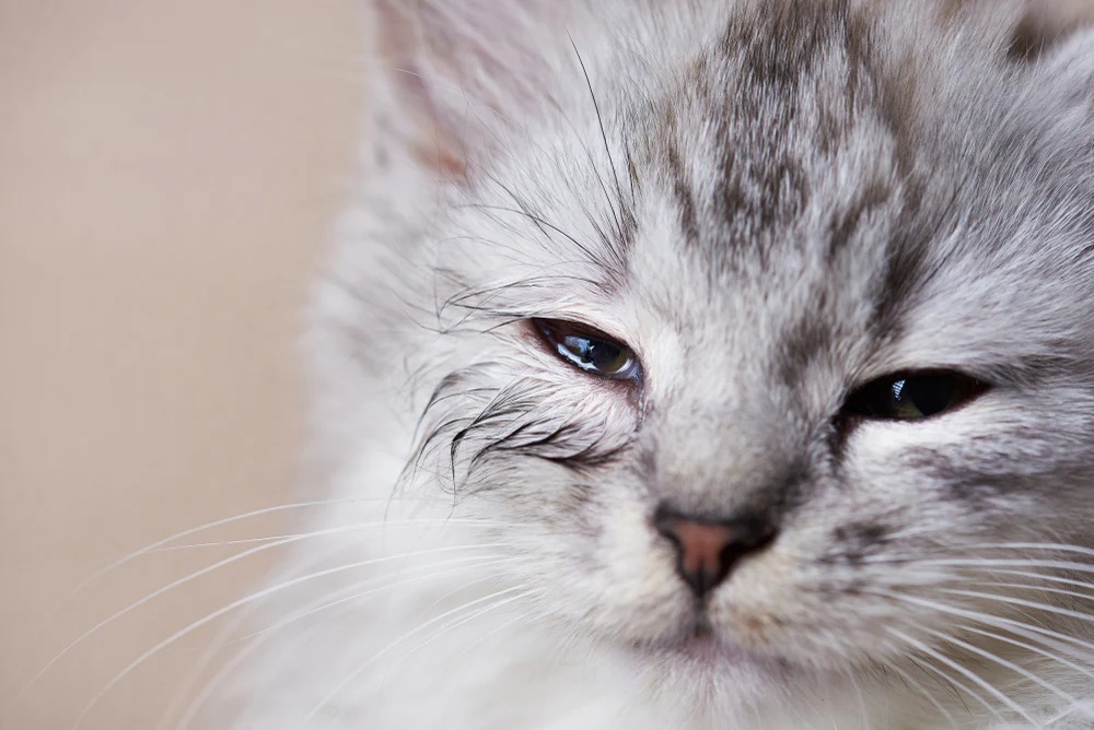 5 Penyebab Mata Kucing Belekan, Harus Diketahui Untuk Pengobatan Lebih Lanjut!