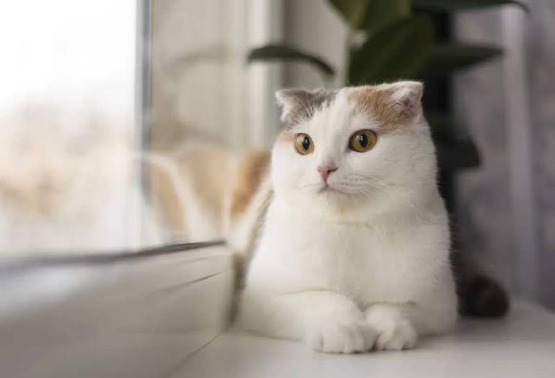 Mengetahui Umur Kucing Betina Untuk Siap Masa Kawin, Kenali Tanda-Tandanya!