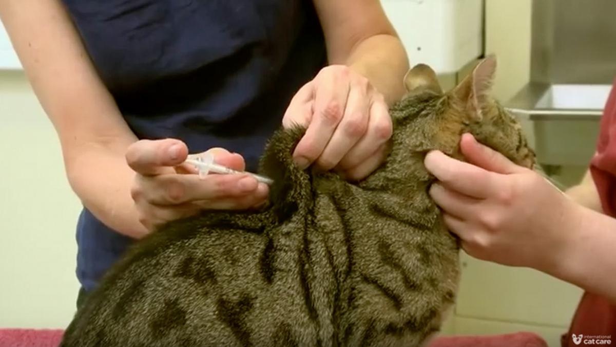 Nafsu Makan Kucing Meningkat Ternyata Diakibatkan Penyakit Berbahaya, Inilah 3 Penyakit Mematikan Kucing!