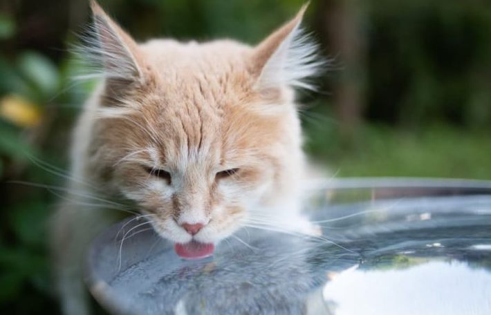 Bolehkah Kucing Minum Air Mentah? Apa Resiko dan Alternatifnya? Simak Selengkapnya Disini